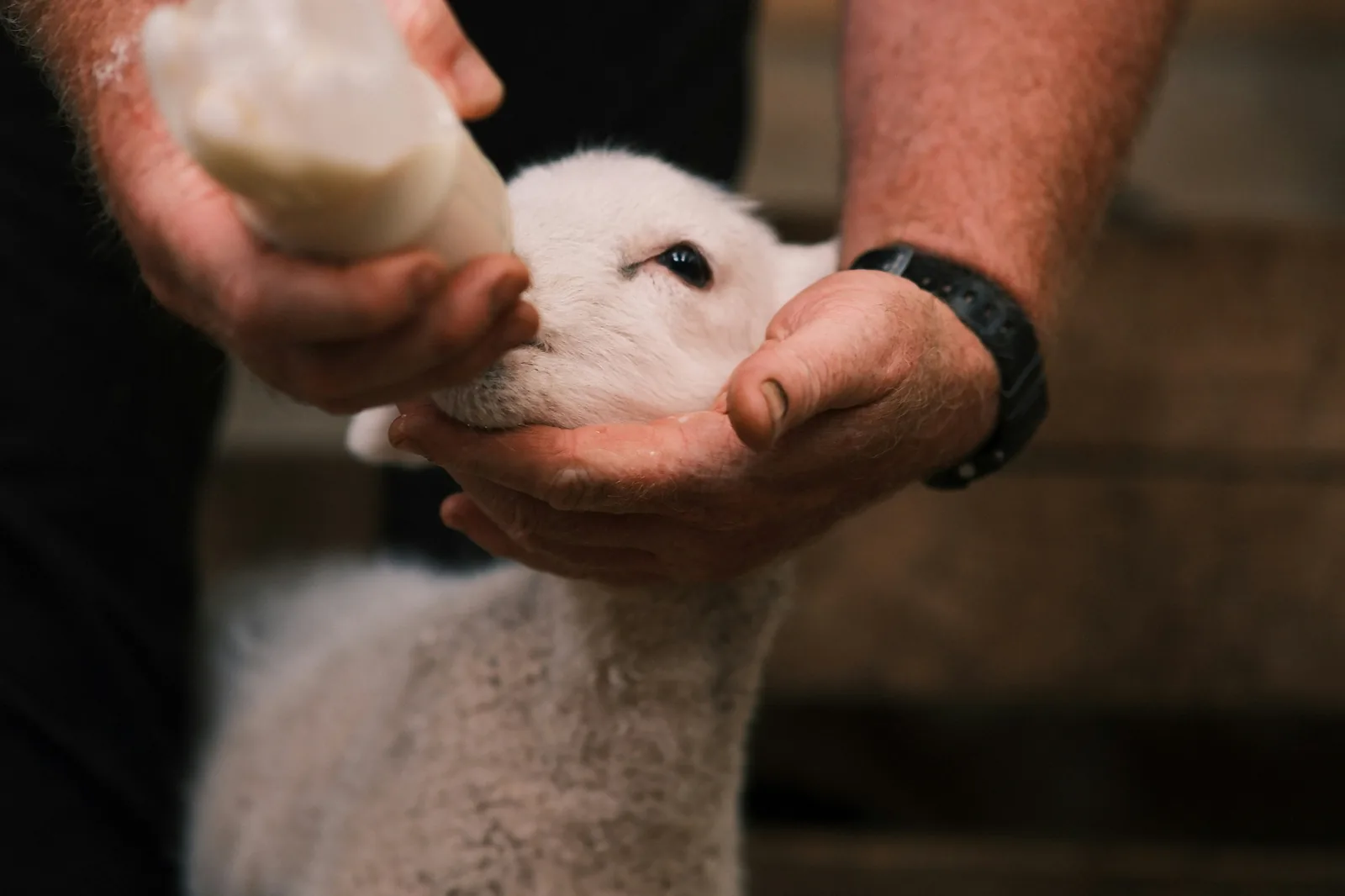Alimentation animale